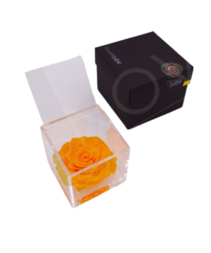 Flowercube rosa Giallo 6X6: energia e immaginazione,