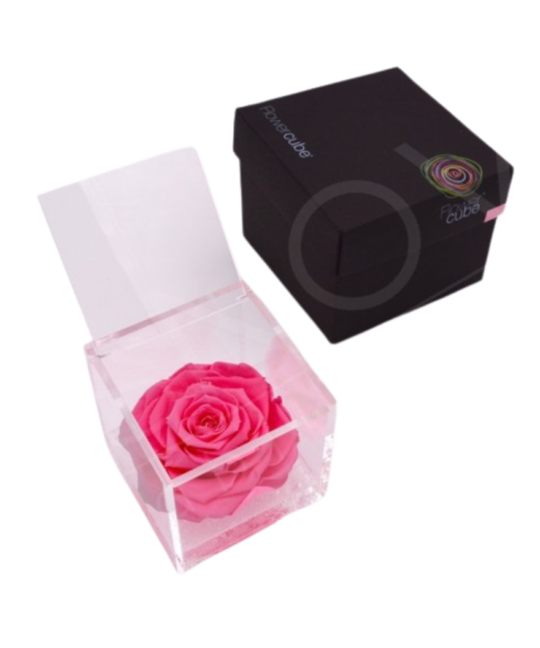 Flowercube Rosa Rosa 6X6 : dolcezza e sensibilità