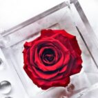 rosa-flowercube-rossa