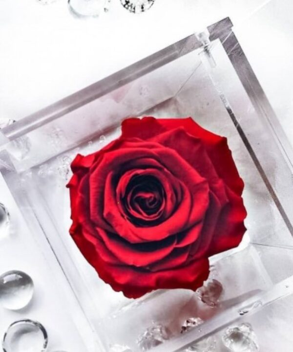 rosa-flowercube-rossa