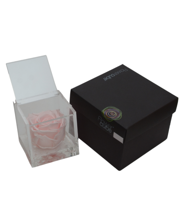 Flowercube Rosa Rosa Pastello 6X6: dolcezza e purezza